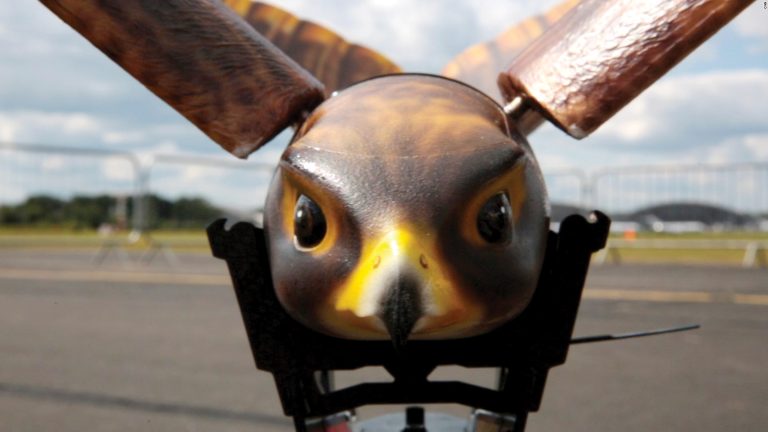 Balancing Nature & Security: Wildlife & Bird Strike Hazards